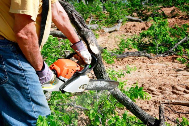 Best Professional Tree Care  in Cambridge, MD